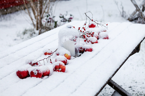 close up of a garden full of snow during a snowfall, decorated table with apples and Rose hips