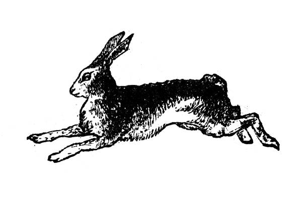 골동품 조각 그림: 토끼 - hare stock illustrations