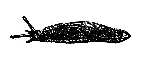Antique engraving illustration: Slug