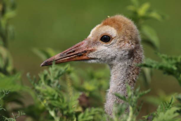 Sandhill crane, Circle B Bar Reserve, Florida, USA.