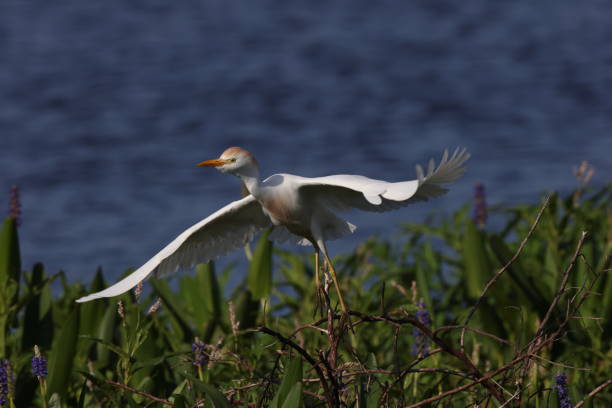 istock cattle egret (Bubulcus ibis)Circle B Bar Reserve Florida USA 1446037397