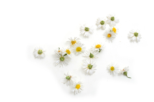 Daisy Fleabane flowers on white