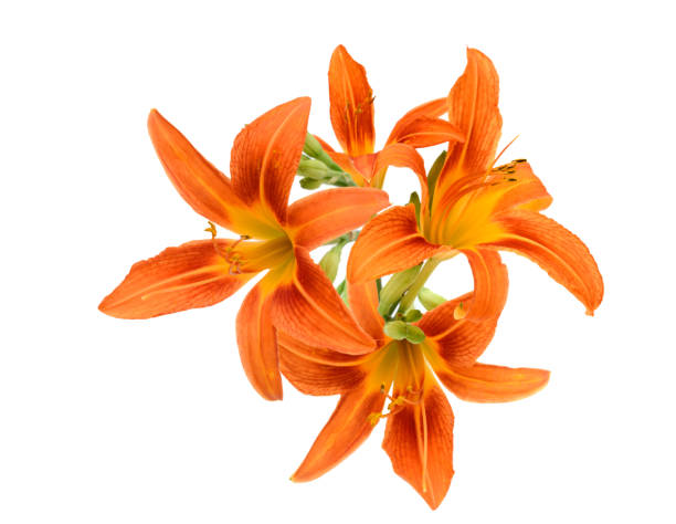 istock Beautiful blooming day-lily bouquet 1446037459