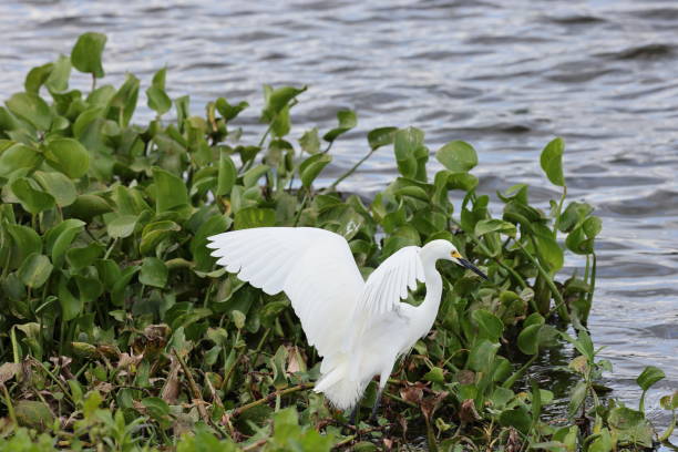 czapla śnieżna łowiąca w rezerwacie barów circle b, floryda - great white heron snowy egret heron one animal zdjęcia i obrazy z banku zdjęć