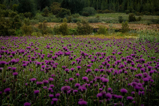Purple thistle flowers in the field.