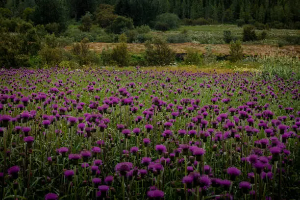Photo of Purple thistle flowers in the field.