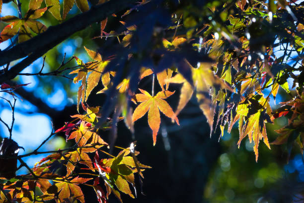 istock A close-up of a maple with visible veins 1446039119
