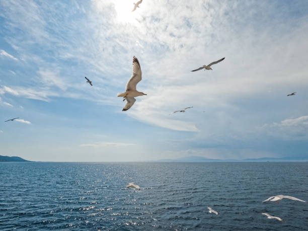 istock Seagulls Flying Over Sea 1446039365
