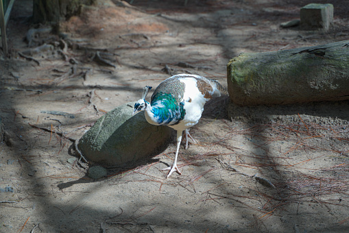Peacock in the zoo