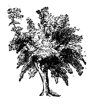 Antique engraving illustration: Mango tree