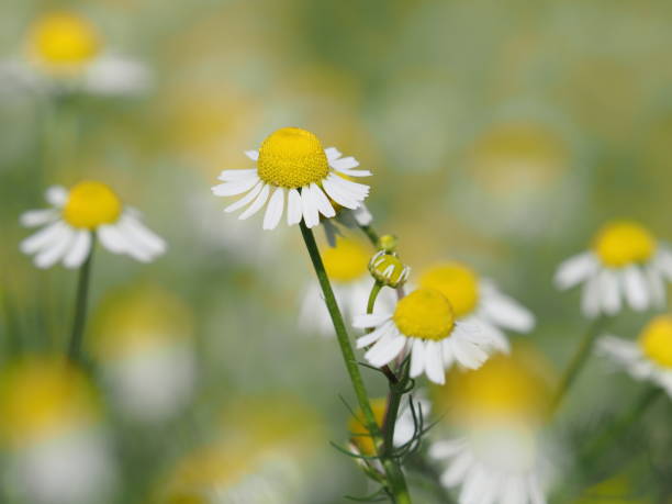 flores blancas de manzanilla alemana silvestre, matricaria chamomilla - german chamomile chamomile plant smelling flower fotografías e imágenes de stock