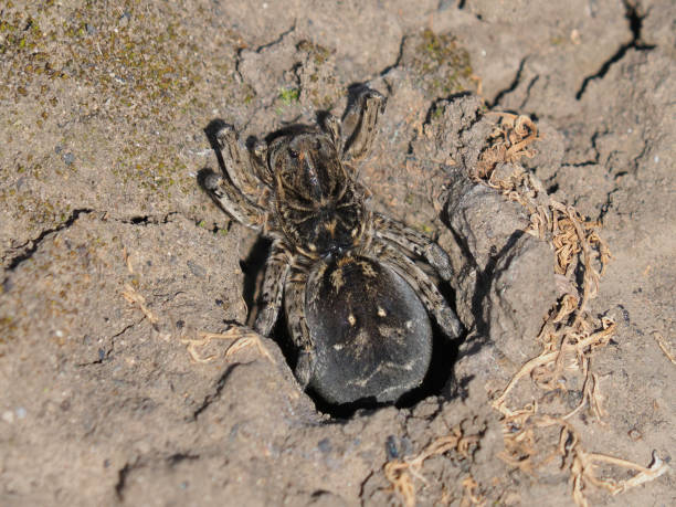 istock The Wolf Spider on the burrow, Lycosa singoriensis 1446043155