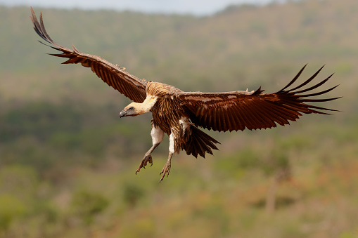 White-Backed Vulture (Gyps africanus) flying just before landing in Zimanga Game Reserve in Kwa Zulu Natal in South Africa