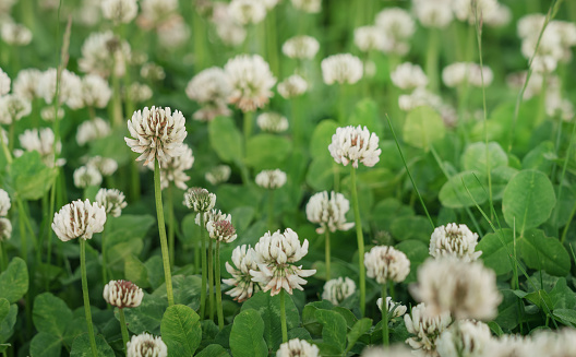 Clover is herbaceous plant of pea family that has dense globular flower heads and leaves that are typically three lobed. White trifolium plantation.