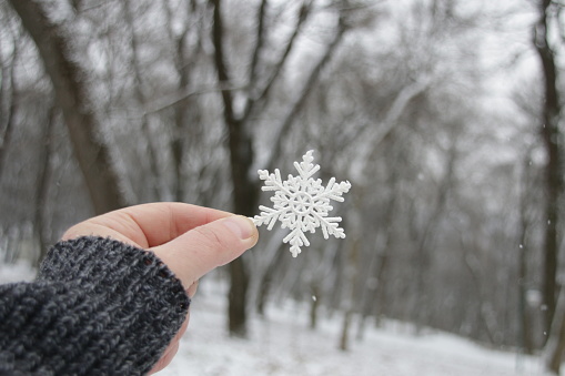 Hand holds a snowflake on the background of the winter forest. Winter background.