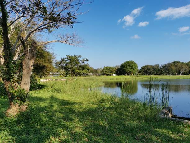 istock Beautiful trees in a garden. 1446046166