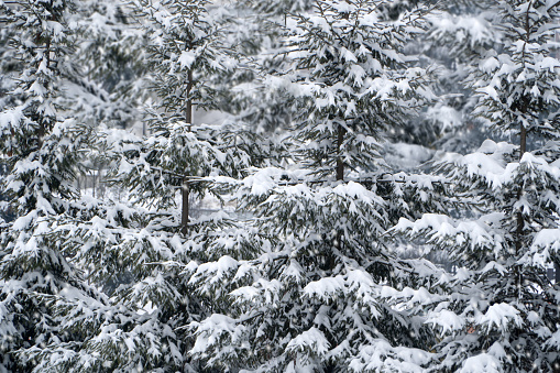 Row of Christmas trees covered with snow. Winter forest.