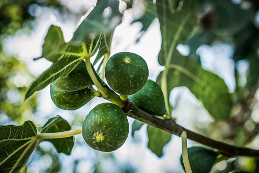 Green figs ripen on a tree branch among the leaves
