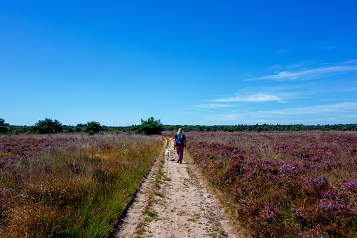 Wanderer with a dog in a purple flowering moorland of the Veluwe, Netherlands