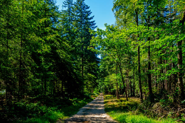 istock Forest scenery of the Veluwe, Netherlands 1446050325
