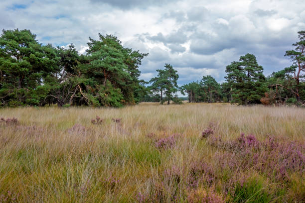 Landscape in a nature reserve in the Netherlands