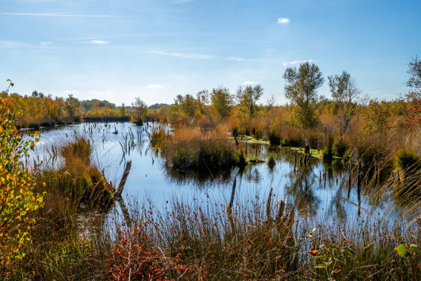 istock Pool with dead trees in a marshland in Bargerveen, Netherlands 1446050422