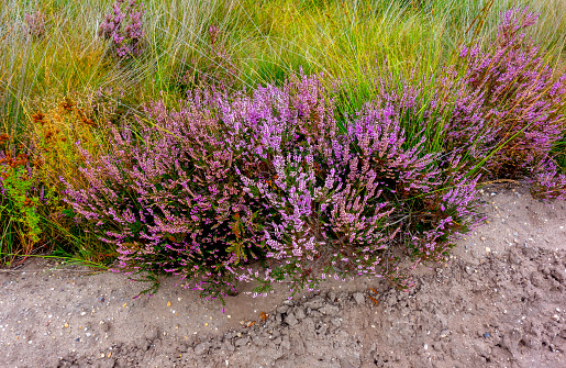 Landscape in a nature reserve in the Netherlands