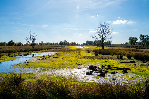 Landscape in a nature reserve in the Netherlands