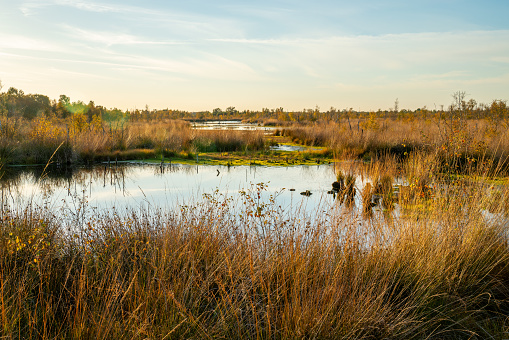 Landscape in a nature reserve in the Netherlands