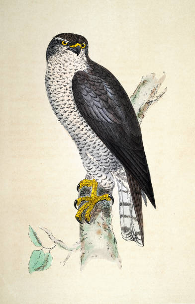 Northern goshawk, Accipiter gentilis, Wildlife, Birds, Art, 19th Century vector art illustration