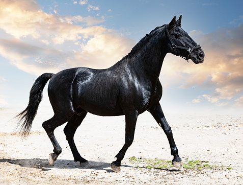 portrait of a black stallion in the nature