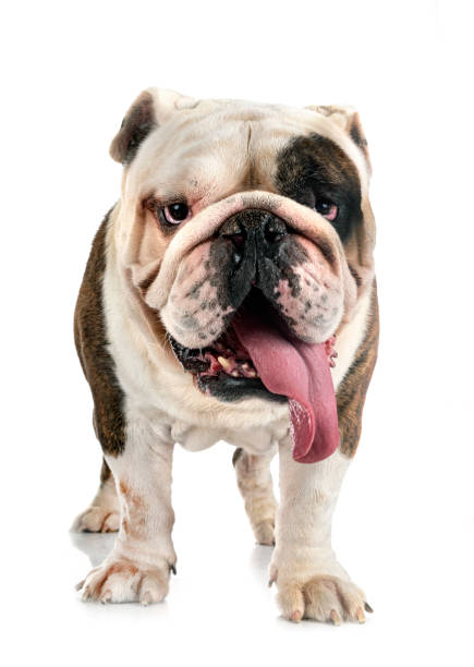 istock english bulldog in studio 1446051546