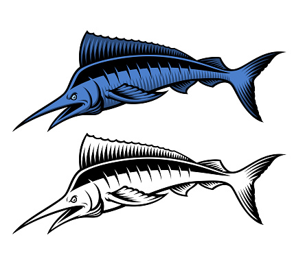 Vector illustration of a marlin on a white background