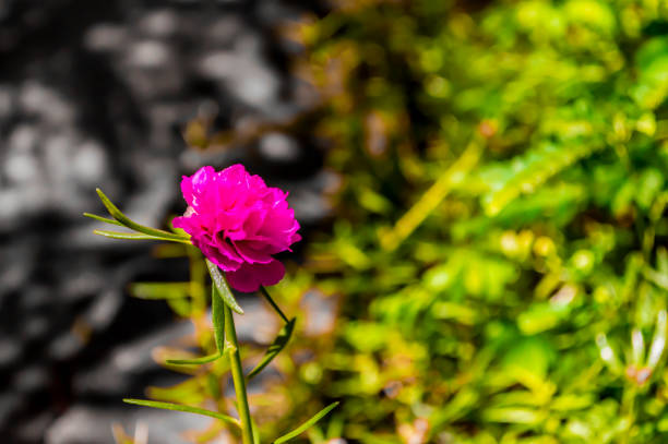 flower on the street