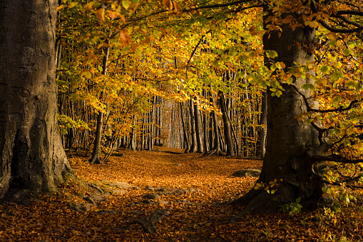 Hiking trail in beautiful coastal beech forest in Jasmund National Park in autumn conditions