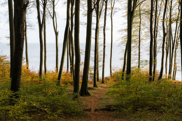 istock Ocean view through coastal beech forest in autumn conditions 1446054651