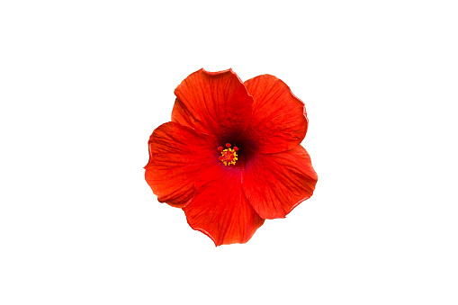 Isolated red hibiscus