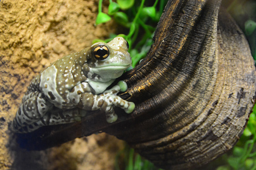 Tree frog (Trachycephalus resinifictrix) resting on top of bog-wood.