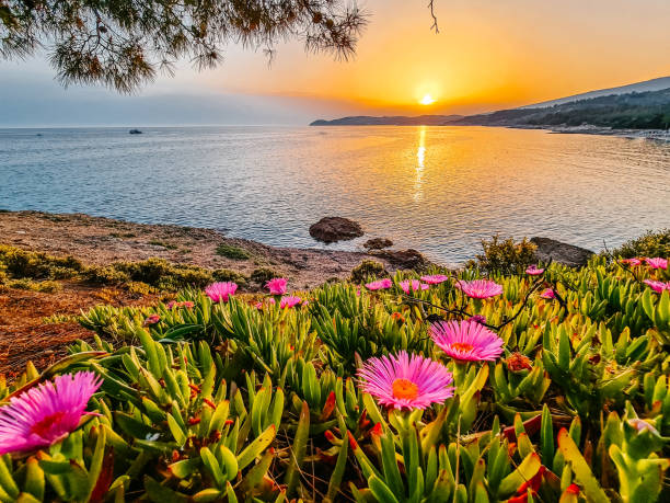 istock Elands Sour Fig Flowers On The Beach At Sunset 1446055498