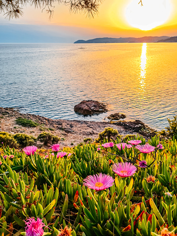 Carpobrotus acinaciformis flowers on the beach in Thasos, Greece at sunset.
