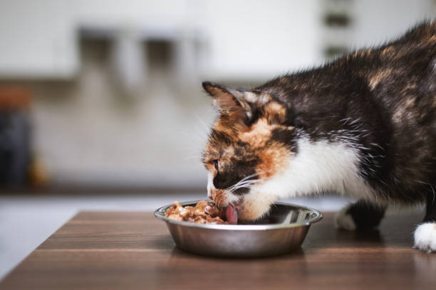 Cat is eating from metal bowl at home