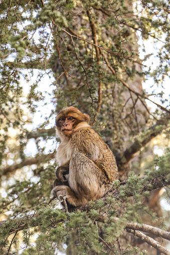 Barbary macaque monkey in the wild, sitting a tree branch.