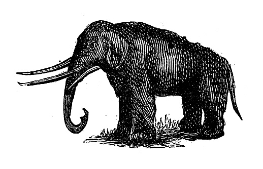 Antique engraving illustration: Mastodon