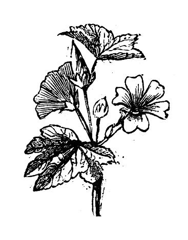 Antique engraving illustration: Mallow