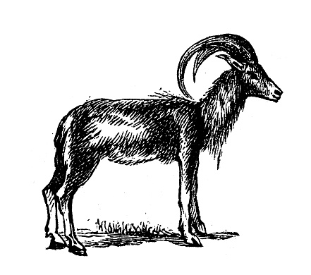 Antique engraving illustration: Mouflon