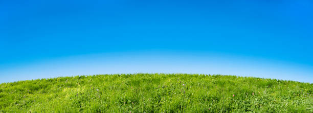 istock green grass field on a blue sky background 1446058504