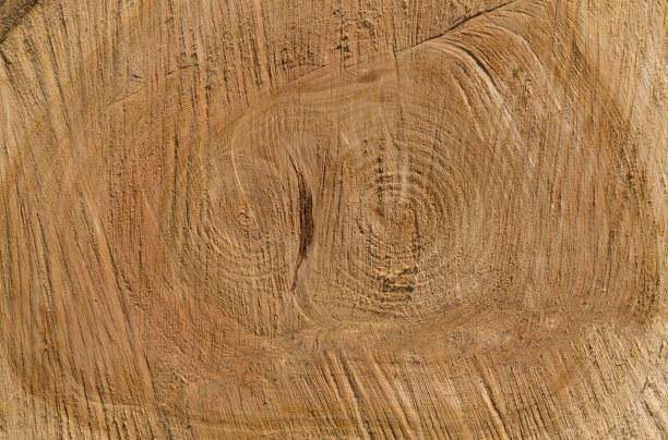 istock Cross section of poplar tree with growth rings, closeup 1446058536