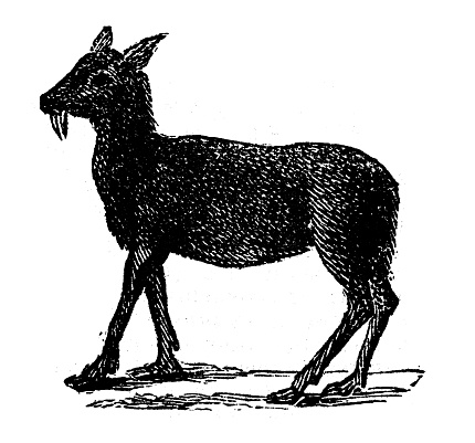 Antique engraving illustration: Musk deer