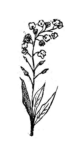 Antique engraving illustration: Forget me not, Myosotis