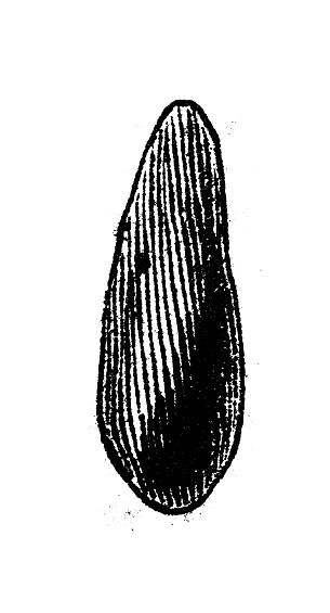 Antique engraving illustration: myrobalan, Terminalia chebula